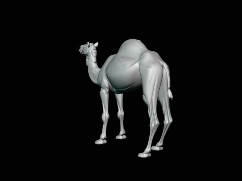 Dromedary Camel Statue Design 3 - 3D Print Model 3D Print Model