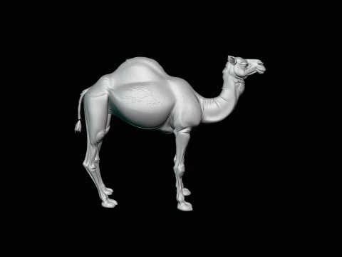 Dromedary Camel Statue Design 3 - 3D Print Model 3D Print Model