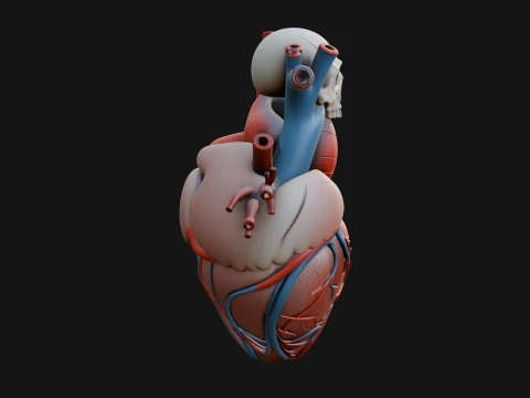 Skull and Heart Anatomy Statue Design 1 - 3D Print Model 3D Print Model
