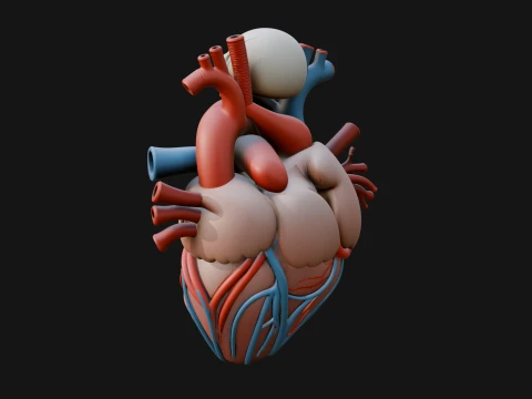 Skull and Heart Anatomy Statue Design 1 - 3D Print Model 3D Print Model
