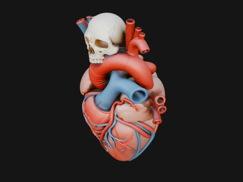 Skull and Heart Anatomy Statue Design 1 - 3D Print Model 3D Print Model