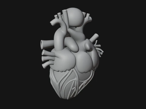 Skull and Heart Anatomy Statue Design 1 - 3D Print Model 3D Print Model