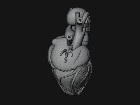 Skull and Heart Anatomy Statue Design 1 - 3D Print Model 3D Print Model