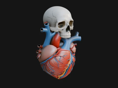 Skull and Heart Anatomy Statue Design 2 - 3D Print Model 3D Print Model