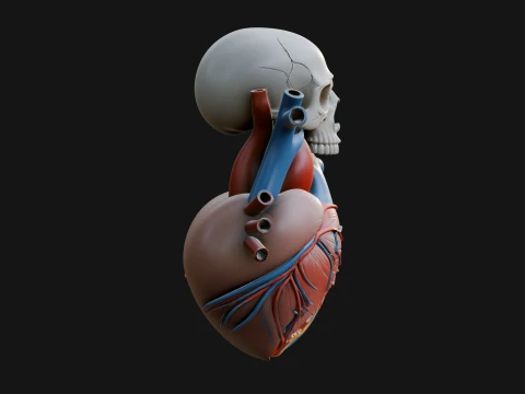 Skull and Heart Anatomy Statue Design 2 - 3D Print Model 3D Print Model