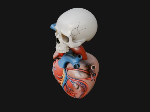 Skull and Heart Anatomy Statue Design 2 - 3D Print Model 3D Print Model