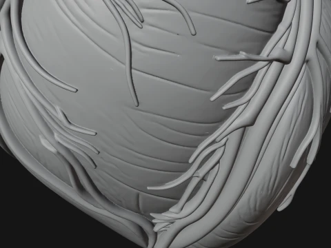 Skull and Heart Anatomy Statue Design 2 - 3D Print Model 3D Print Model