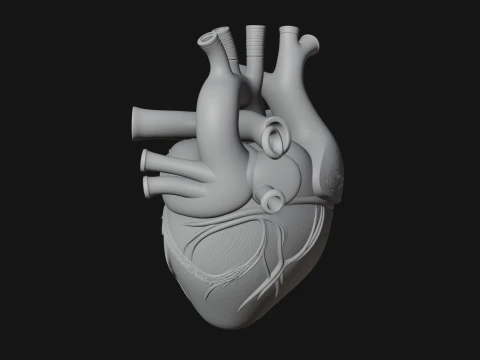 Ornate Anatomical Heart Statue Design 2 - 3D Print Model 3D Print Model