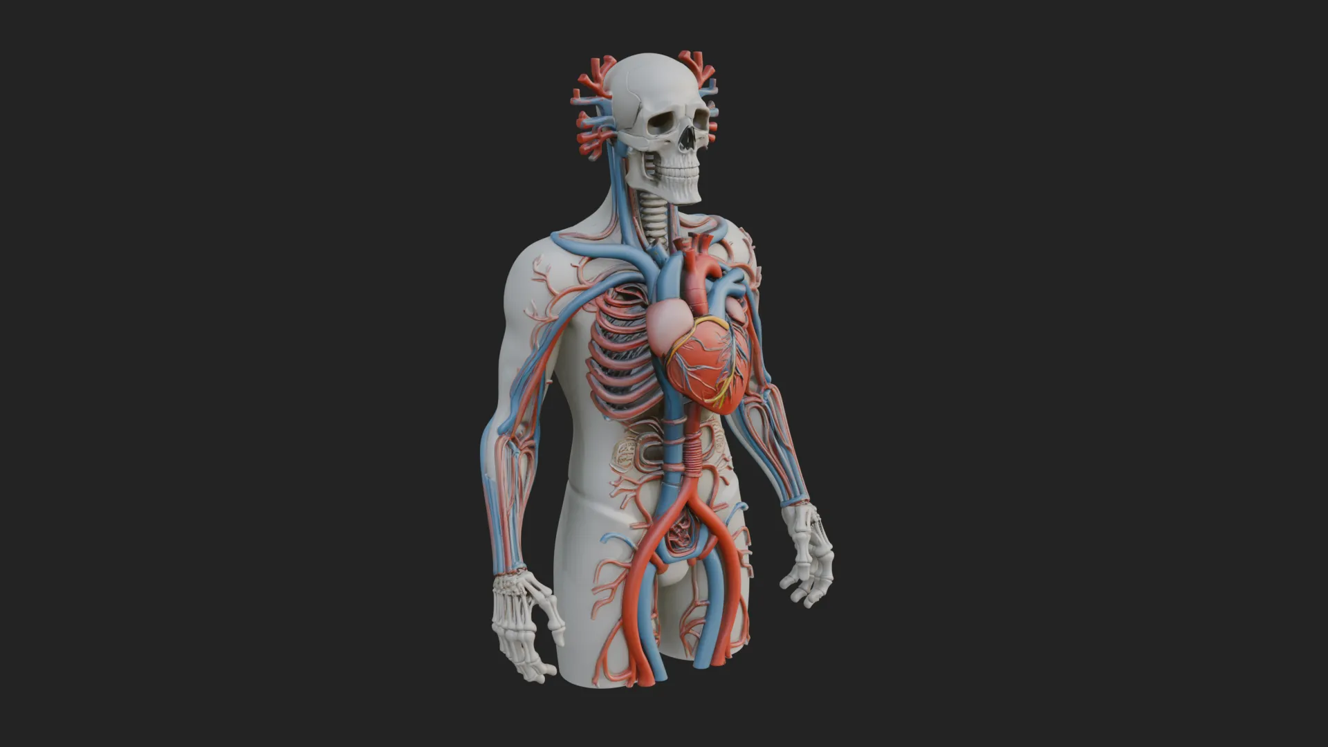 Anatomical Circulatory Figure Statue Design 1 - 3D Print Model 3D Print Model .c4d .max .obj .3ds .fbx .stl .blend
