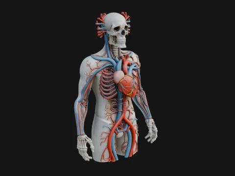 Anatomical Circulatory Figure Statue Design 1 - 3D Print Model 3D Baskı Modeli