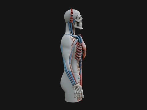 Anatomical Circulatory Figure Statue Design 1 - 3D Print Model 3D Print Model