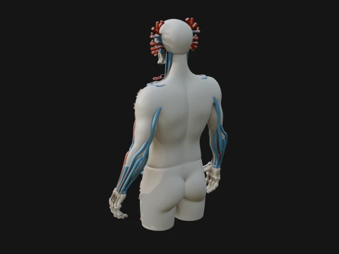 Anatomical Circulatory Figure Statue Design 1 - 3D Print Model 3D Print Model