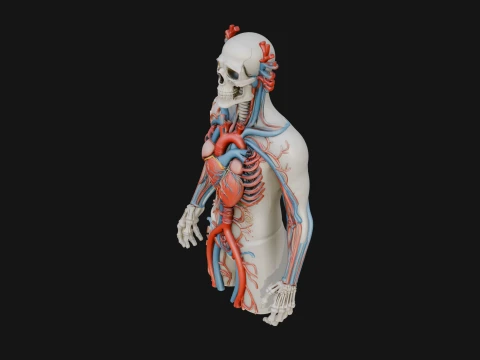 Anatomical Circulatory Figure Statue Design 1 - 3D Print Model 3D Print Model