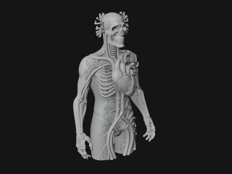 Anatomical Circulatory Figure Statue Design 1 - 3D Print Model 3D Print Model