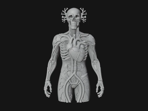 Anatomical Circulatory Figure Statue Design 1 - 3D Print Model 3D Print Model