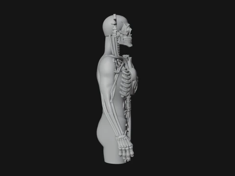 Anatomical Circulatory Figure Statue Design 1 - 3D Print Model 3D Print Model