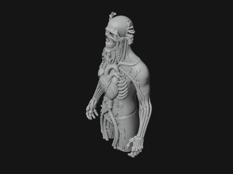 Anatomical Circulatory Figure Statue Design 1 - 3D Print Model 3D Print Model