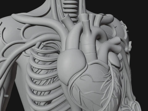 Anatomical Circulatory Figure Statue Design 1 - 3D Print Model 3D Print Model