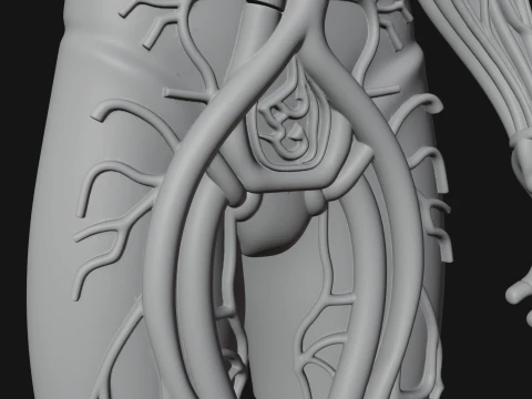 Anatomical Circulatory Figure Statue Design 1 - 3D Print Model 3D Print Model