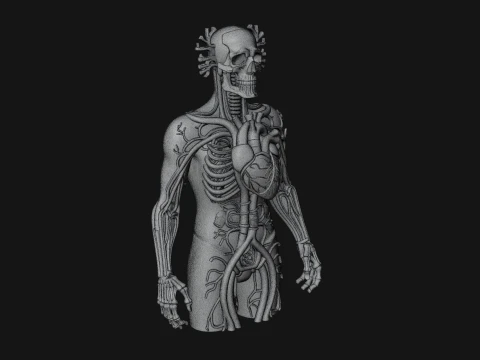 Anatomical Circulatory Figure Statue Design 1 - 3D Print Model 3D Print Model