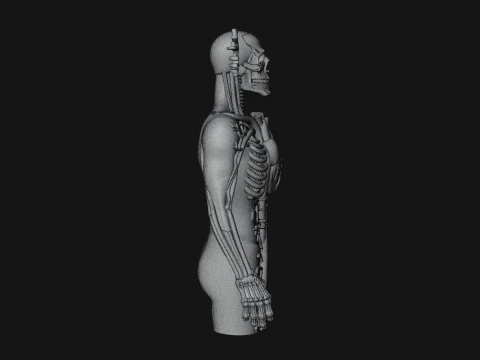 Anatomical Circulatory Figure Statue Design 1 - 3D Print Model 3D Print Model