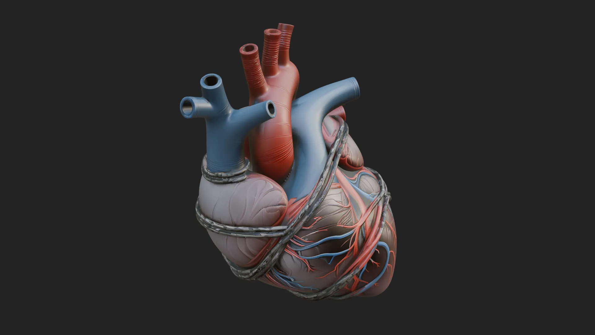 Anatomical Human Heart Model Design 4 - 3D Print Model Model do druku 3D .c4d .max .obj .3ds .fbx .stl .blend 