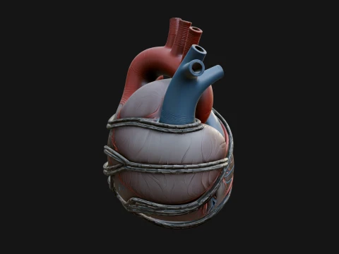 Anatomical Human Heart Model Design 4 - 3D Print Model Model do druku 3D