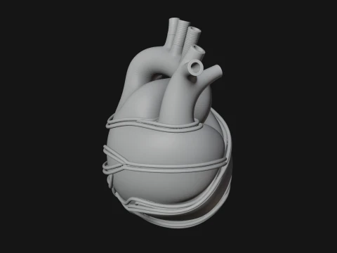 Anatomical Human Heart Model Design 4 - 3D Print Model Model do druku 3D