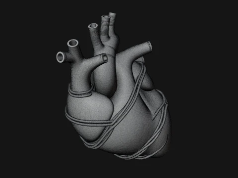 Anatomical Human Heart Model Design 4 - 3D Print Model Model do druku 3D