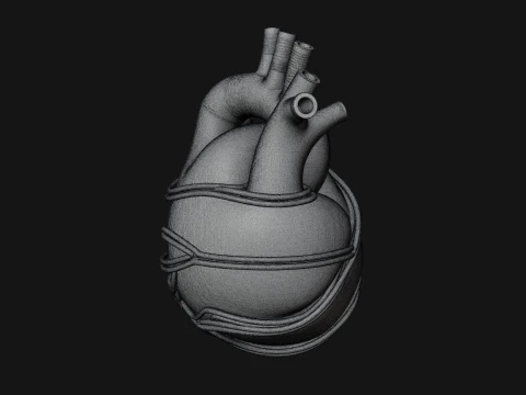 Anatomical Human Heart Model Design 4 - 3D Print Model Model do druku 3D