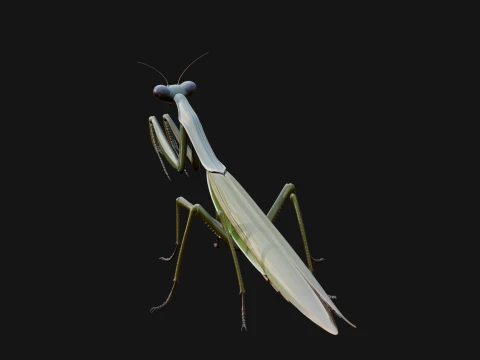 Praying Mantis Statue Design 6 - 3D Print Model 3D Print Model