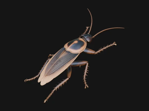 Cockroach Statue Design 2 - 3D Print Model 3D Print Model