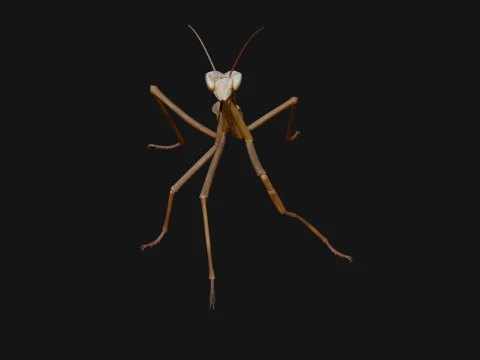 Praying Mantis Statue Design 9 - 3D Print Model 3D Print Model