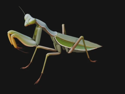 Praying Mantis Statue Design 11 - 3D Print Model 3D Print Model
