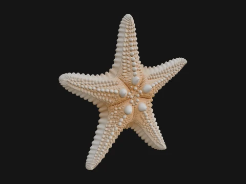 Starfish Statue Design 1 - 3D Print Model 3D Print Model