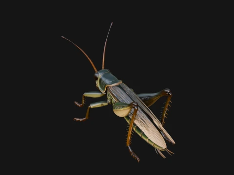 Katydid Statue Design 4 - 3D Print Model 3D Print Model
