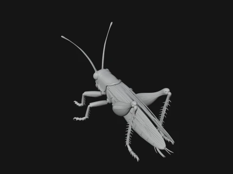 Katydid Statue Design 4 - 3D Print Model 3D Print Model