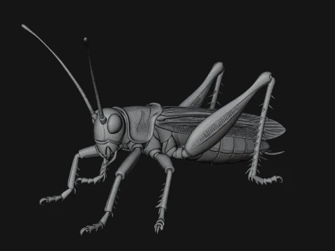 Katydid Statue Design 4 - 3D Print Model 3D Print Model