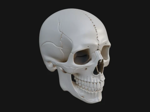 Human Skull Statue Design 3 - 3D Print Model 3D Print Model