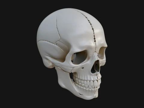 Human Skull Statue Design 6 - 3D Print Model Modèles 3D en vedette