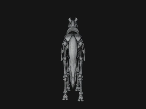 Skeleton Horse Statue Design 3 - 3D Print Model 3D Print Model