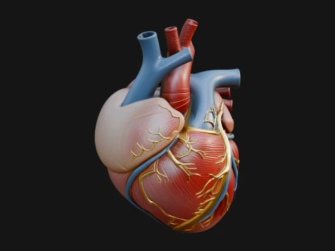 Anatomical Human Heart Model Design 9 - 3D Print Model 3D Принт Модель