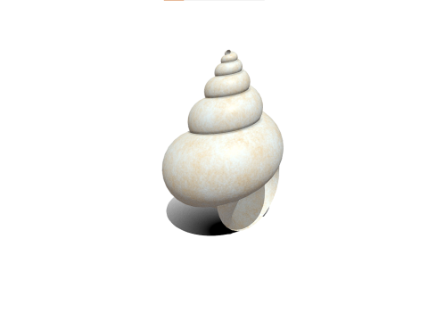 Shell 3D Model