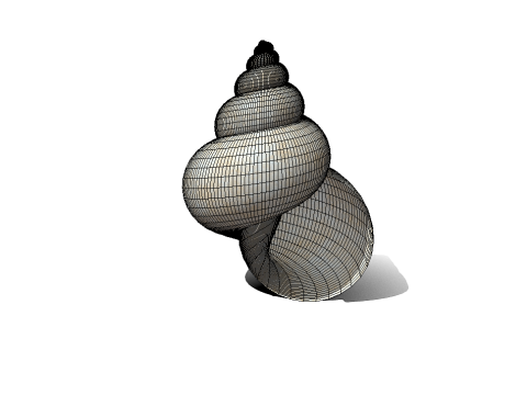 Shell 3D Model