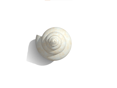 Shell 3D Model
