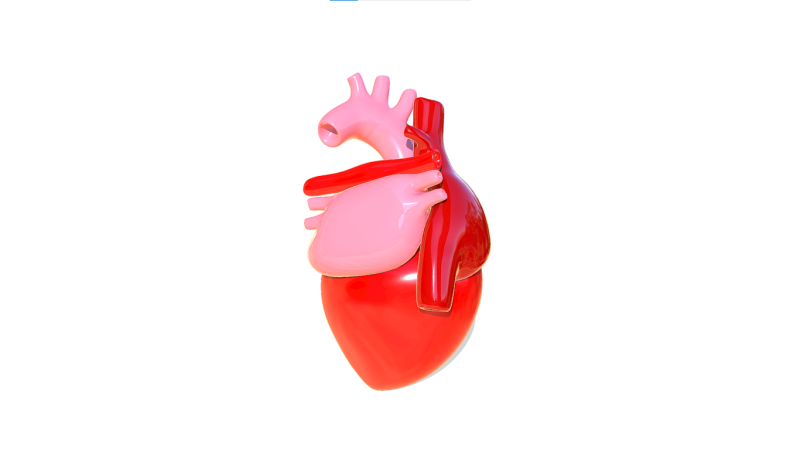 Heart 3D Model .c4d .max .obj .3ds .fbx .stl .blend