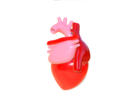 Heart 3D Модель