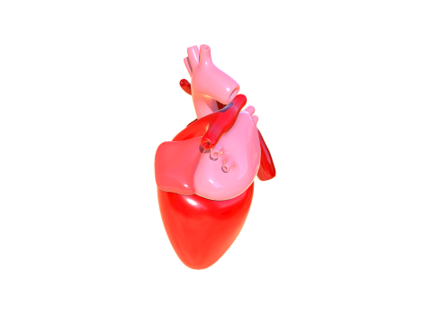 Heart 3D Model