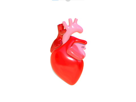 Heart 3D Model