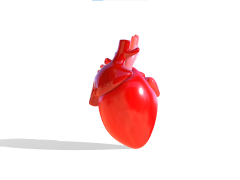 Heart 3D Model